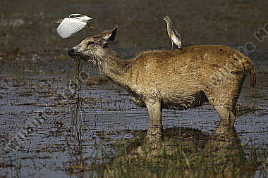 Sambar Hirschkuh und Paddyreiher