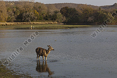 Sambar Hirschkuh im See