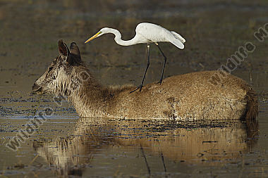 Sambar Hirschkuh und Mittelreiher