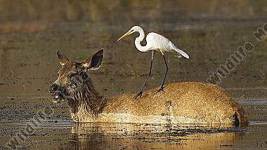 Sambar Hirschkuh und Mittelreiher