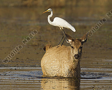 Sambar Hirschkuh und Mittelreiher