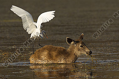 Sambar Hirschkuh und Mittelreiher