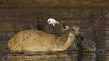 Sambar Hirschkuh und Seidenreiher