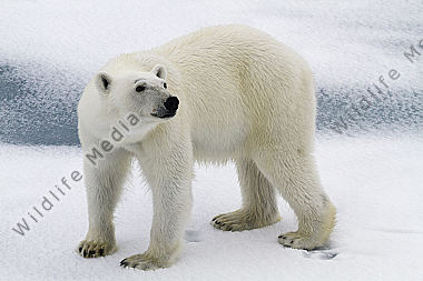 Eisbär auf Treibeis