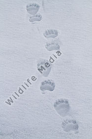 Eisbär Fussspur im Schnee