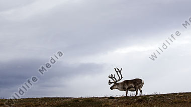 Spitzbergen-Ren
