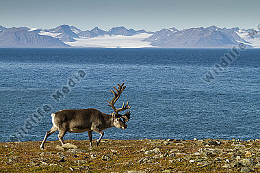 Spitzbergen-Ren