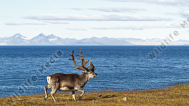 Spitzbergen-Ren