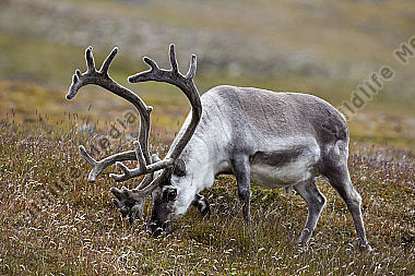 Männliches Spitzbergen Rentier