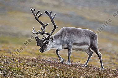 Männliches Spitzbergen Rentier
