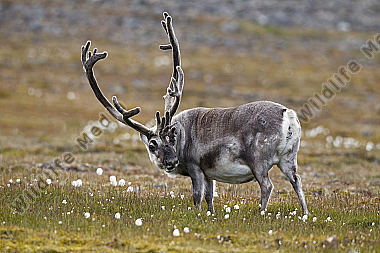 Männliches Spitzbergen Rentier