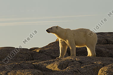 Eisbär steht auf Felsen und nimmt Witterung auf