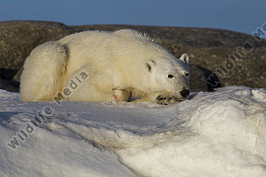 Eisbär an der Küste