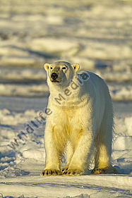 Eisbär
