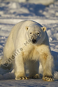 Eisbär