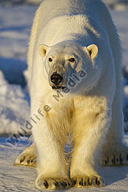 Eisbär