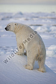 Eisbär