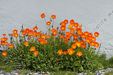 farbenprächtiger Mohn
