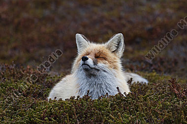 Rotfuchs Rüde