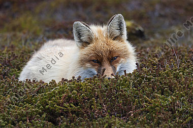 Rotfuchs Rüde