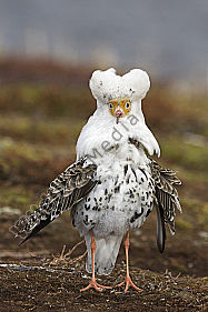 Kampfläufer-Männchen