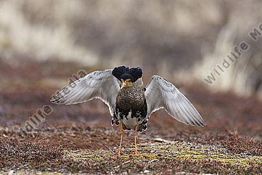 Kampfläufer-Männchen