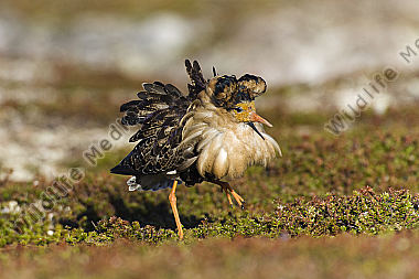 Kampfläufer-Männchen