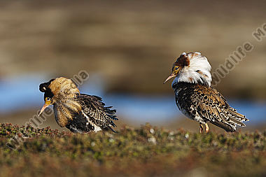 Kampfläufer-Männchen