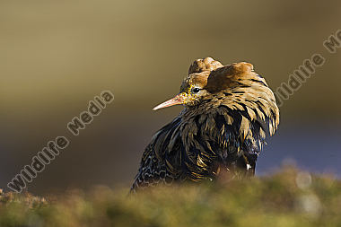 Kampfläufer-Portrait
