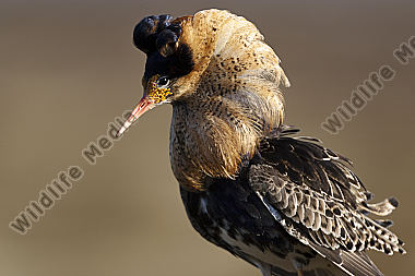 Kampfläufer-Portrait