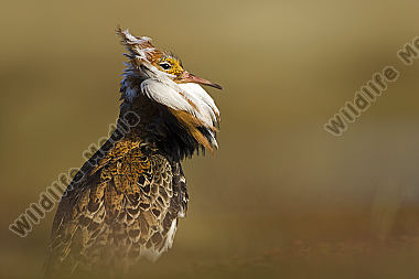 Kampfläufer-Portrait