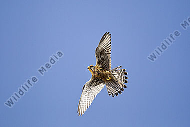 Turmfalke fliegend