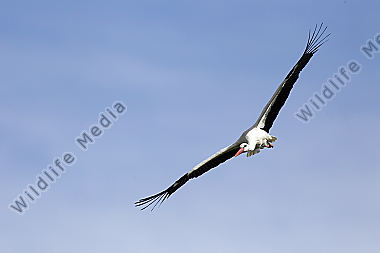 Weißstorch-Anflug
