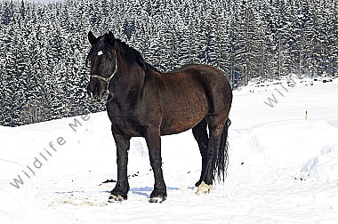 Pferde