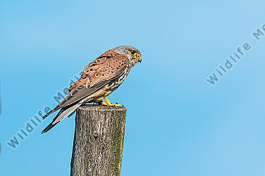 Turmfalke