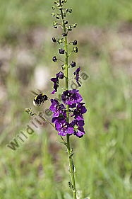 Phönizische Königskerze mit Hummel