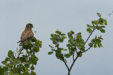 Turmfalke auf Ast ruhend