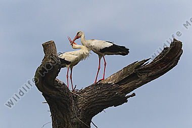Storchen-Paar