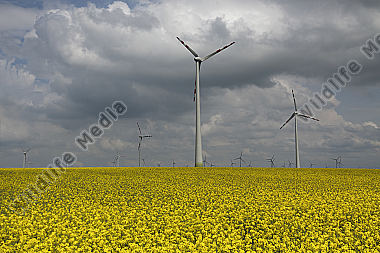 Windräder im blühenden Rapsfeld