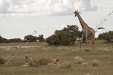 Löwen und Giraffe