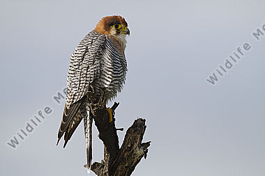 Rothalsfalke