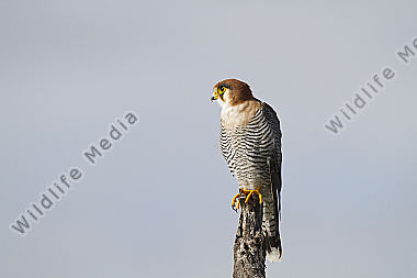 Rothalsfalke