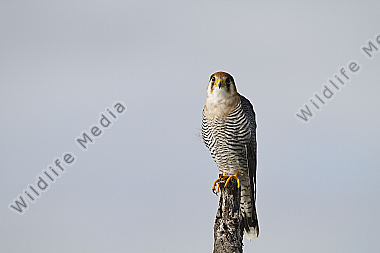 Rothalsfalke