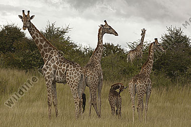 Giraffen