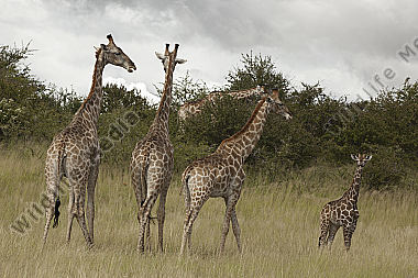 Giraffen