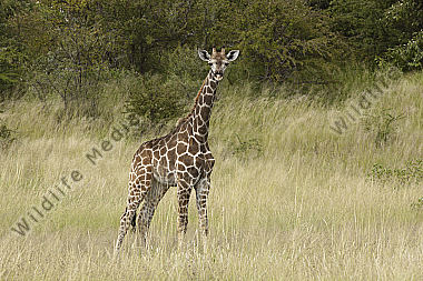 Giraffe Jungtier