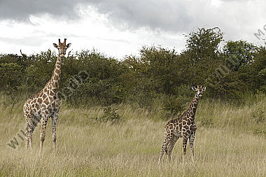Giraffe mit Jungtier