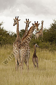 Giraffen
