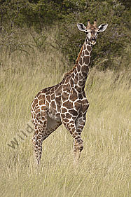 Giraffe Jungtier