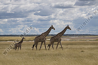 Giraffen
